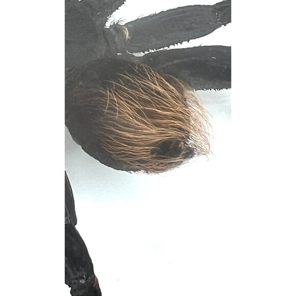 Tarantula Taxidermy Yucatan Rust Rump Giant Hairy Real Spider Between Glass - Picture 12 of 15